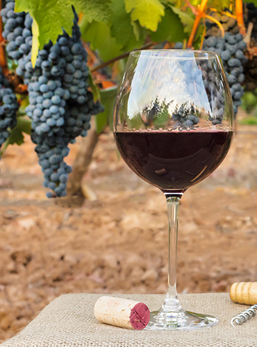 Vino Zega